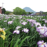 坂出市 かわつ花菖蒲園一般開放