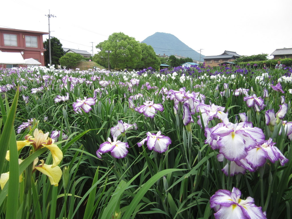 坂出市 かわつ花菖蒲園一般開放