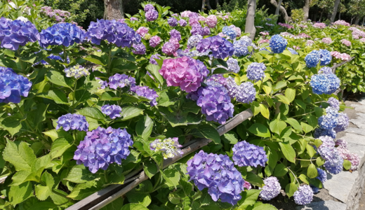 番の州公園でアジサイが開花してる。様々な色の50種類600株が楽しめる