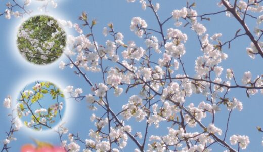 多度津町の県立桃陵公園で発見された新しい園芸品種の桜の名前を募集中。応募締切は2021年12月27日(月)まで