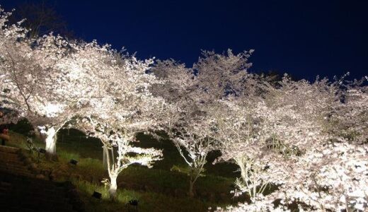 多度津町で「たどつさくらまつり」が2025年4月6日(日)に開催される！4月3日(木)～5日(土)までは日没からライトアップも♪