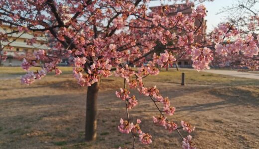 宇多津町の「さくらの広場」河津桜がもうすぐ満開を迎えるみたい