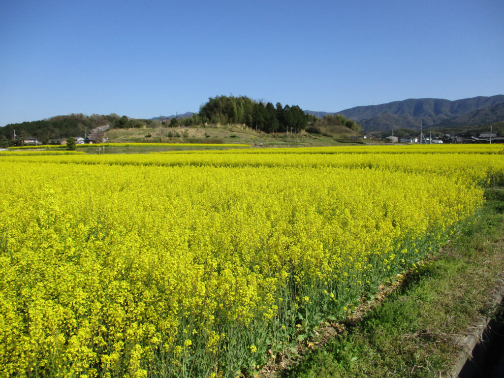 まんのう町 帆山団地 中山団地 菜の花