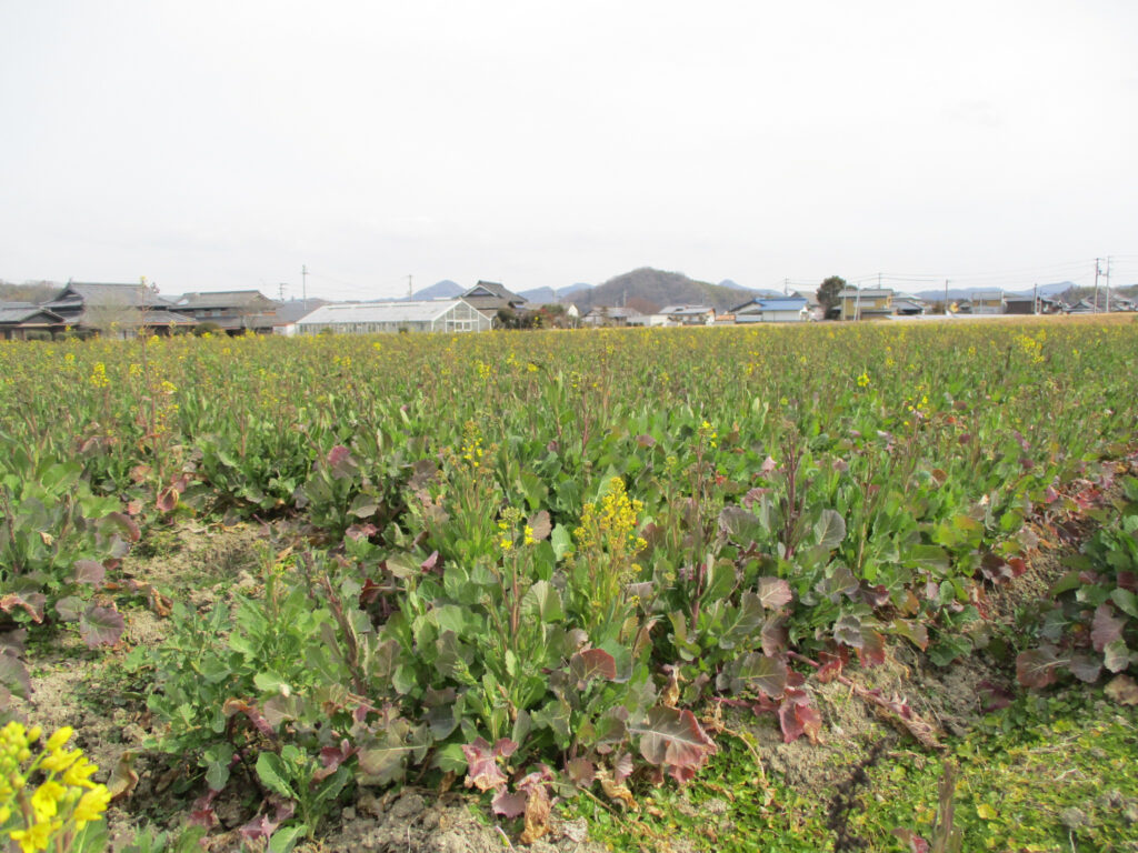 まんのう町 帆山団地 中山団地 菜の花