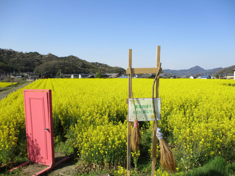 まんのう町の帆山団地・中山団地の菜の花が満開を迎えてる。見られるのは2022年4月10日(日)まで