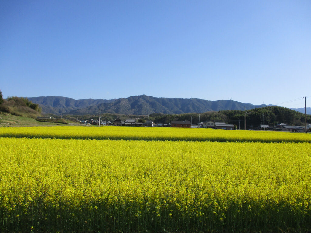 まんのう町 帆山団地 中山団地 菜の花