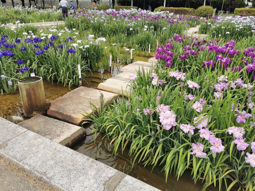 坂出市 かわつ花菖蒲園