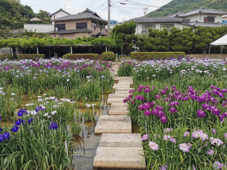 坂出市で3年ぶりに「かわつ花菖蒲園」が2022年6月1日(水)～6月14日(火)まで一般開放されてる