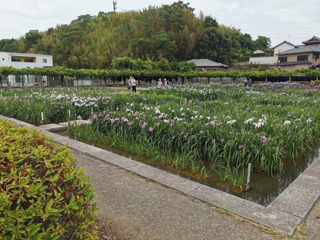 坂出市 かわつ花菖蒲園