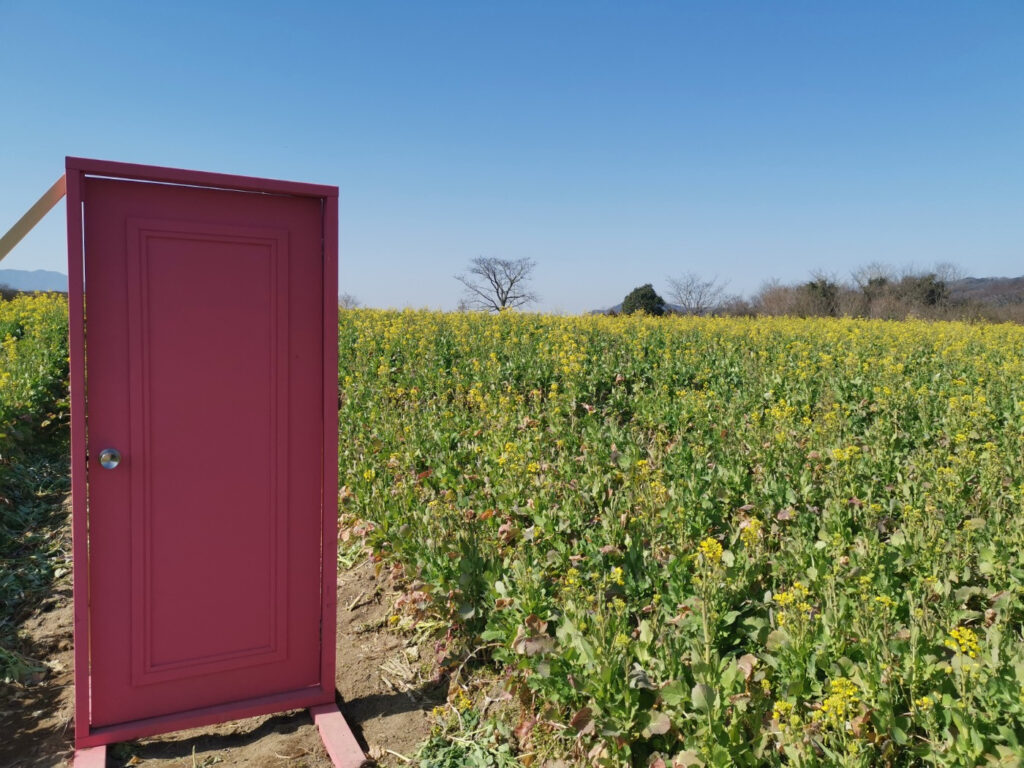 まんのう町帆山菜の花畑 2023まんのう菜の花イベント 撮影スポット