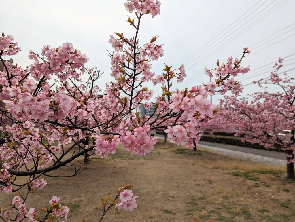 宇多津町 さくらの広場