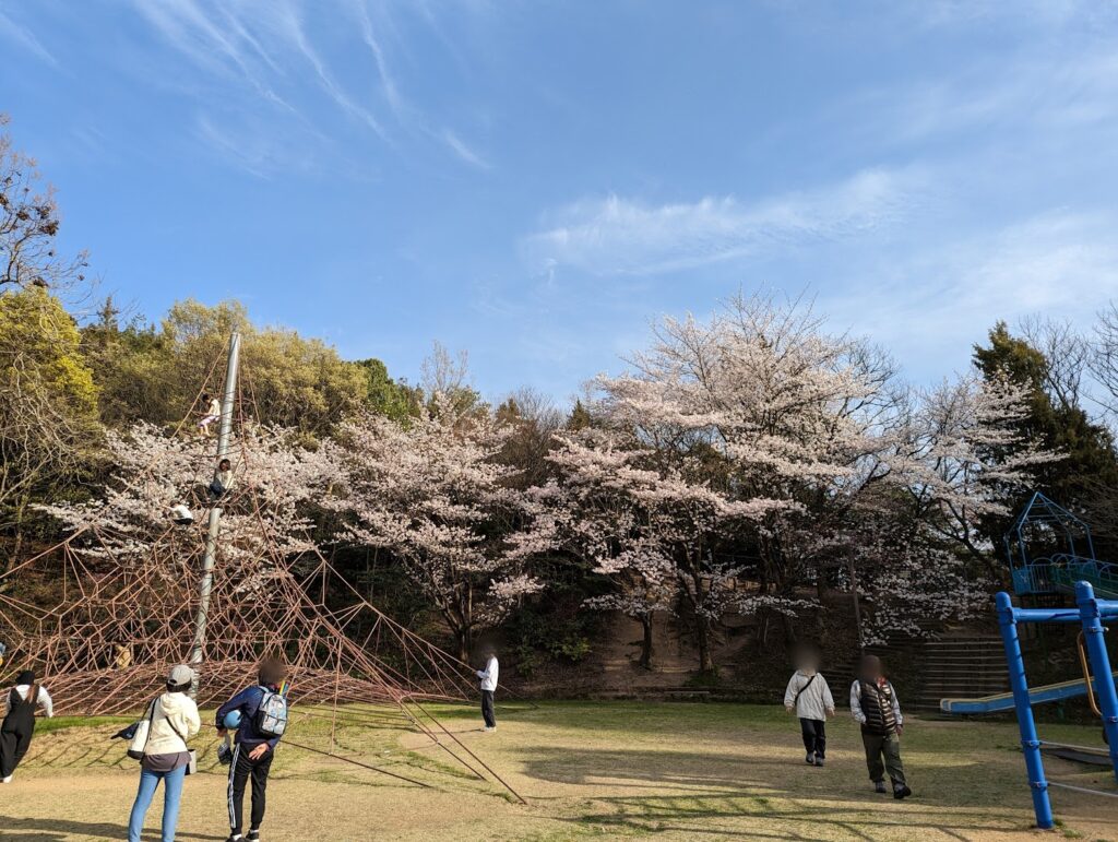 丸亀市飯山総合運動公園 桜 桃の花