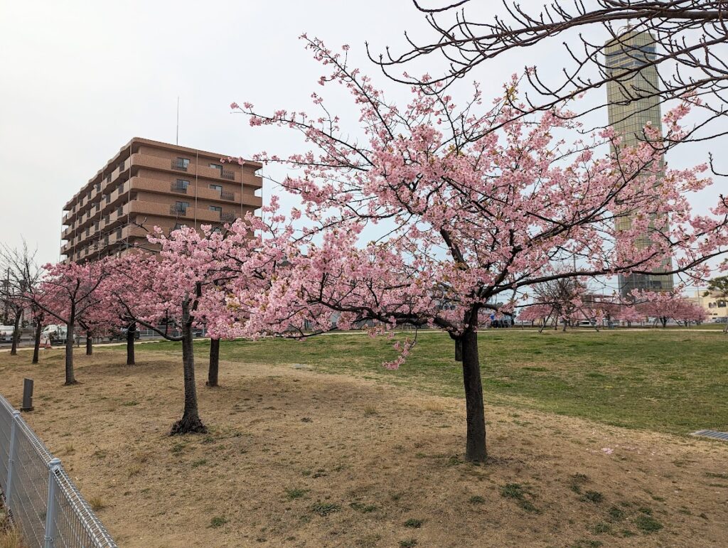 宇多津町 さくらの広場