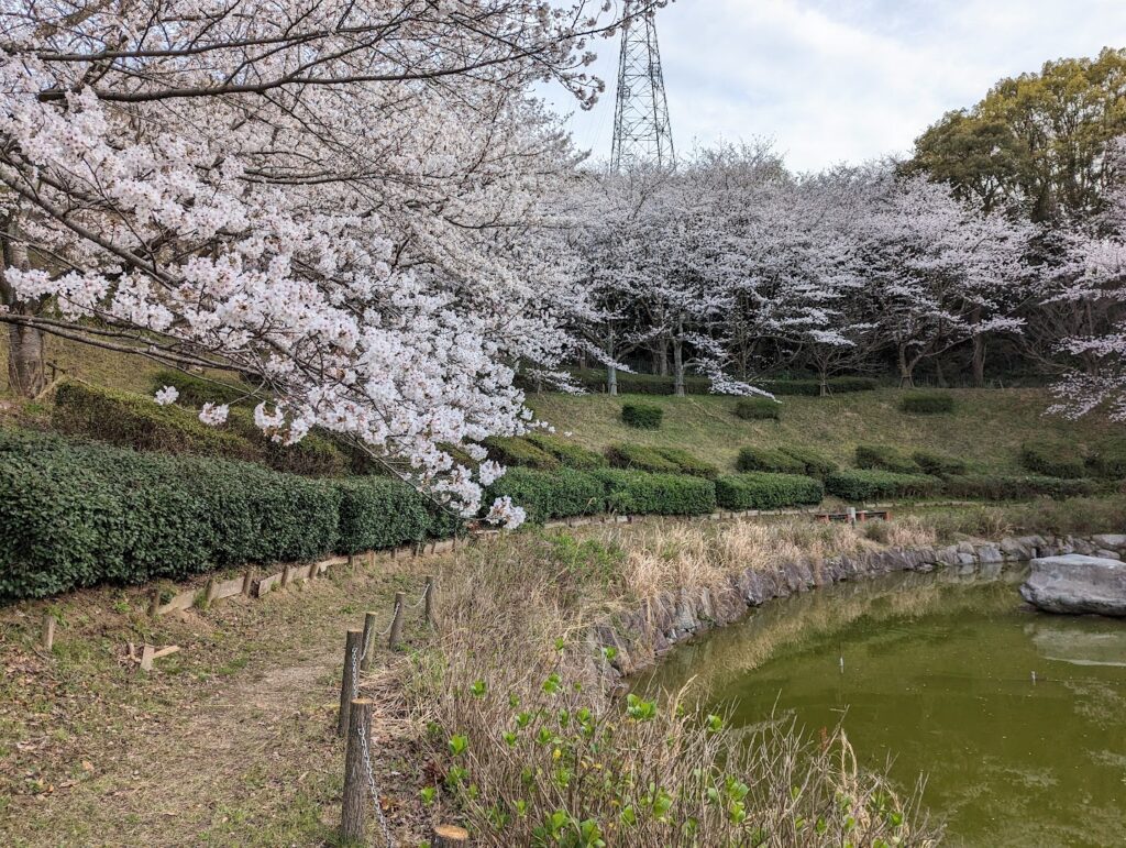 丸亀市飯山総合運動公園 桜 桃の花