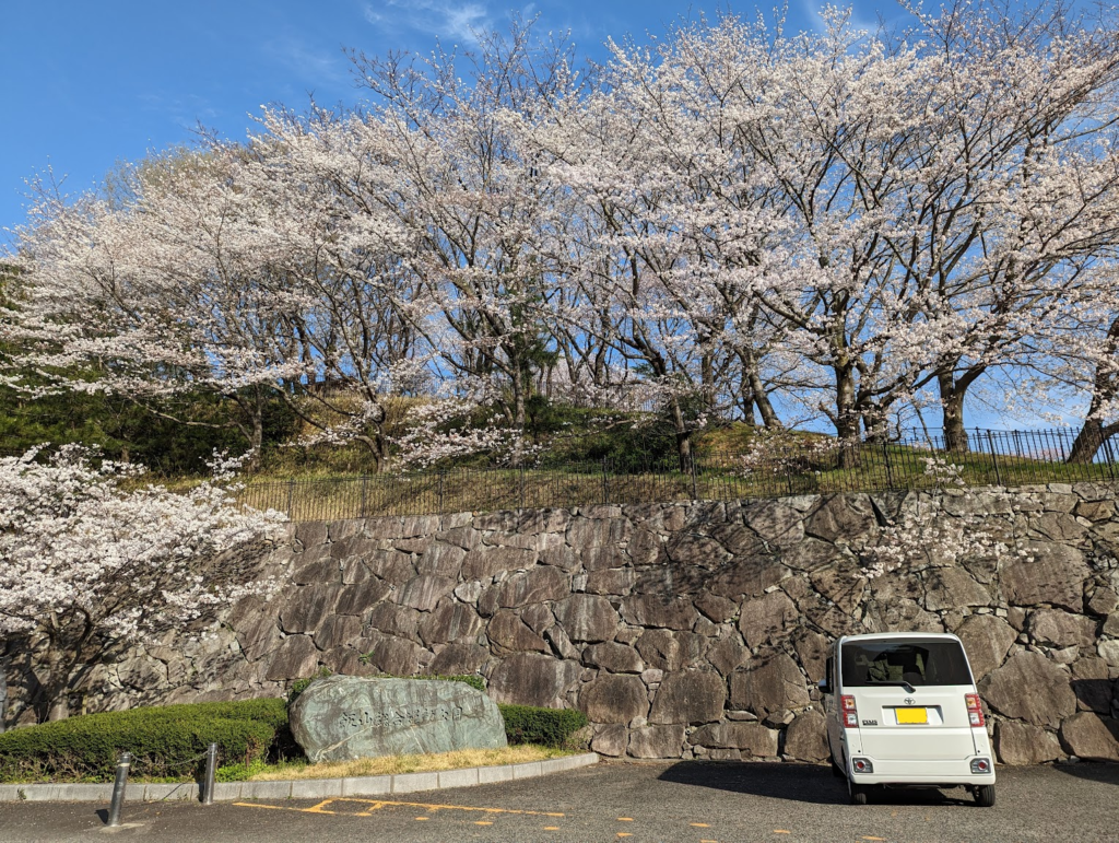 丸亀市飯山総合運動公園 桜 桃の花