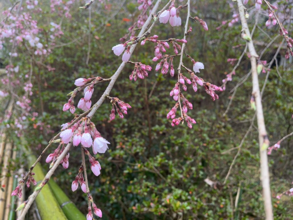 綾川町 堀池 しだれ桜