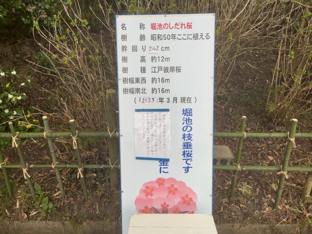 綾川町 堀池 しだれ桜