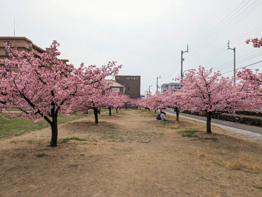 宇多津町 さくらの広場