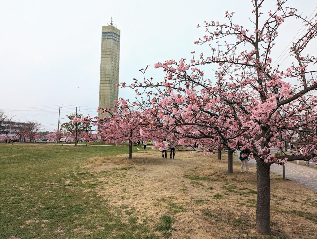 宇多津町 さくらの広場