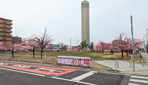 宇多津町「さくらの広場」の河津桜が週末には満開を迎えそう