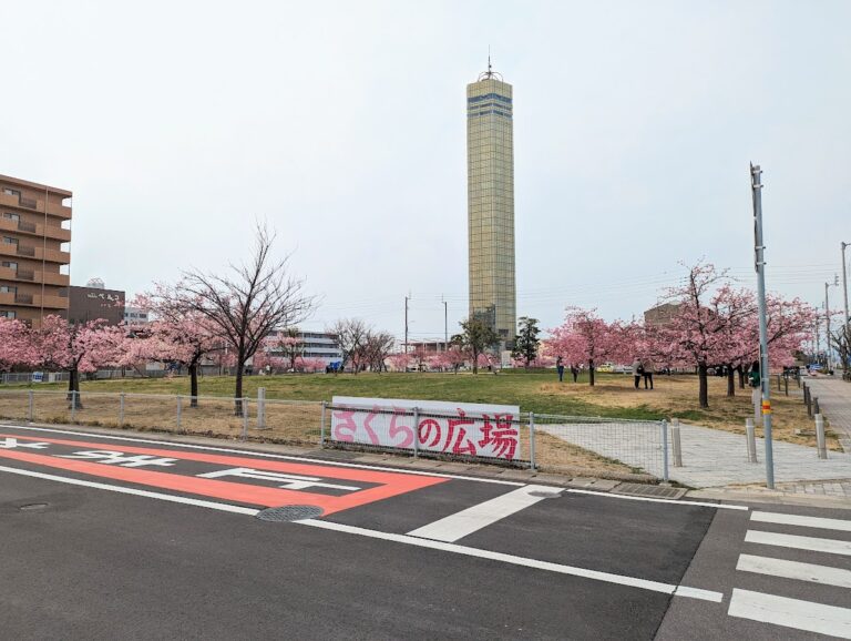 宇多津町「さくらの広場」の河津桜が週末には満開を迎えそう