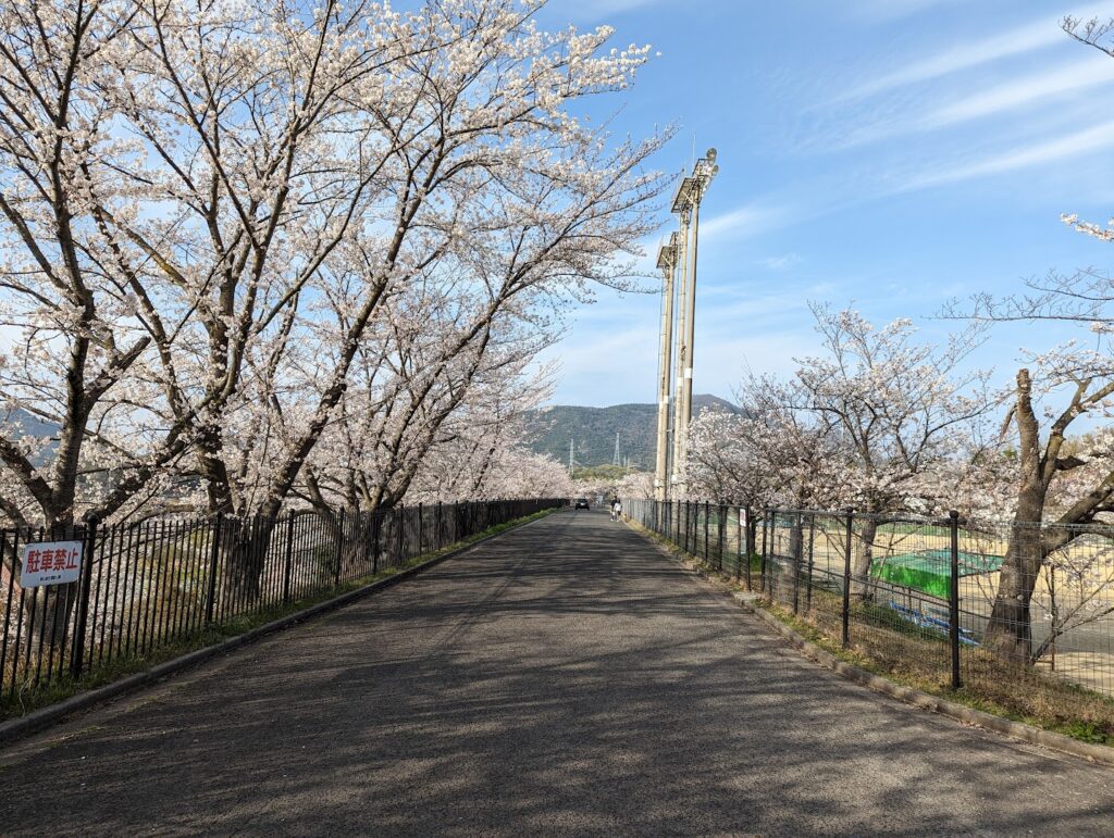 丸亀市飯山総合運動公園 桜 桃の花