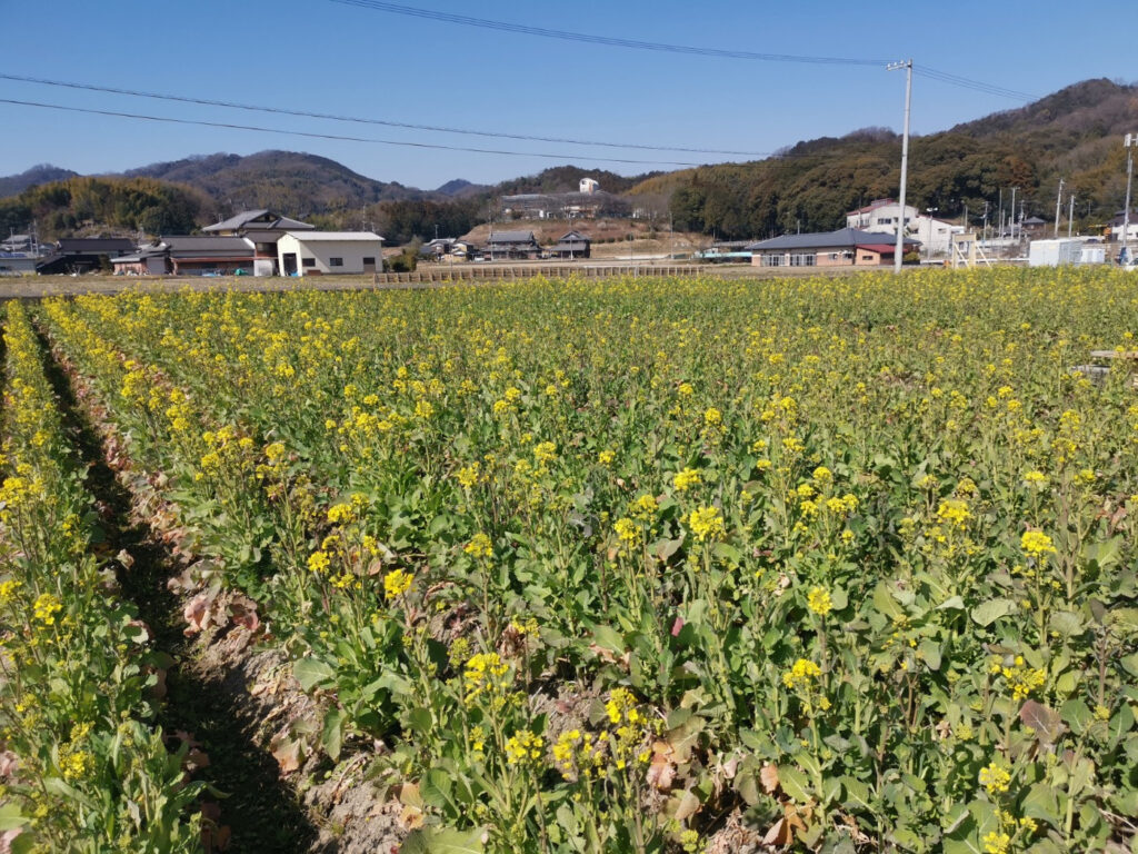 まんのう町帆山菜の花畑 2023まんのう菜の花イベント 開花状況