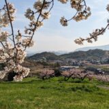 丸亀市飯山総合運動公園 桜 桃の花