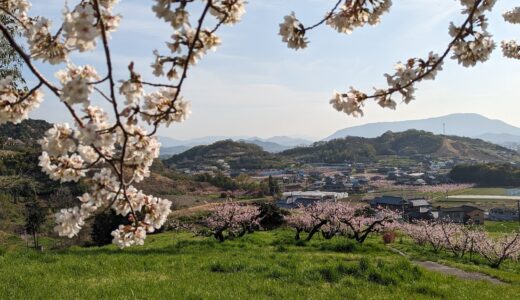 丸亀市飯山総合運動公園 桜 桃の花