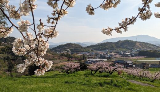 丸亀市飯山総合運動公園の桜と桃の花が見頃を迎えてる