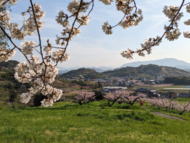 丸亀市飯山総合運動公園の桜と桃の花が見頃を迎えてる
