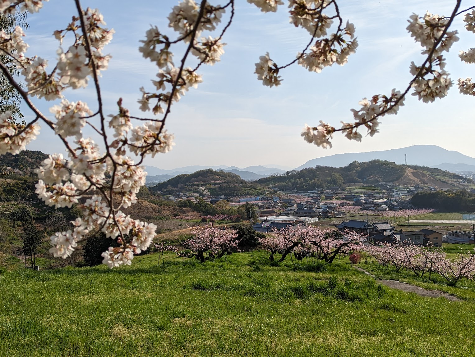 丸亀市飯山総合運動公園 桜 桃の花