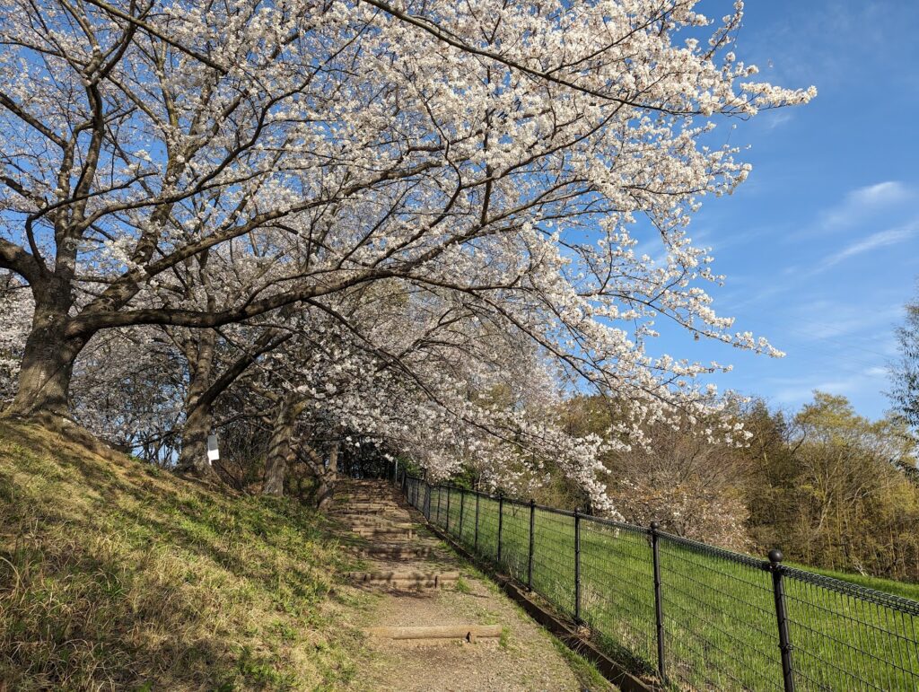 丸亀市飯山総合運動公園 桜 桃の花