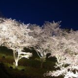 多度津町 たどつ さくらまつり たどつ全国凧あげ大会