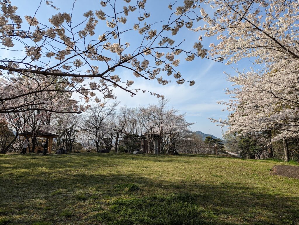丸亀市飯山総合運動公園 桜 桃の花
