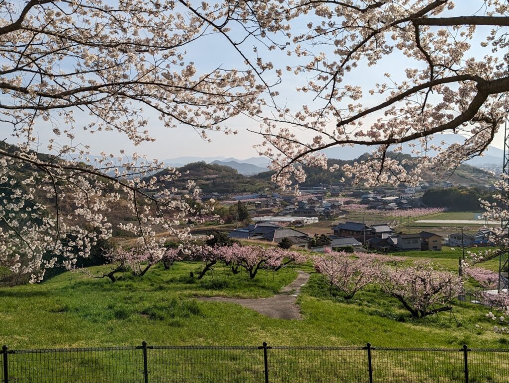 丸亀市飯山総合運動公園 桜 桃の花