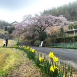 綾川町 堀池 しだれ桜