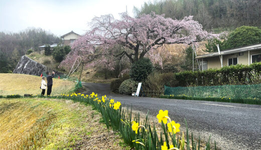 綾川町「堀池のしだれ桜」と「水仙ロード」が見頃になってる