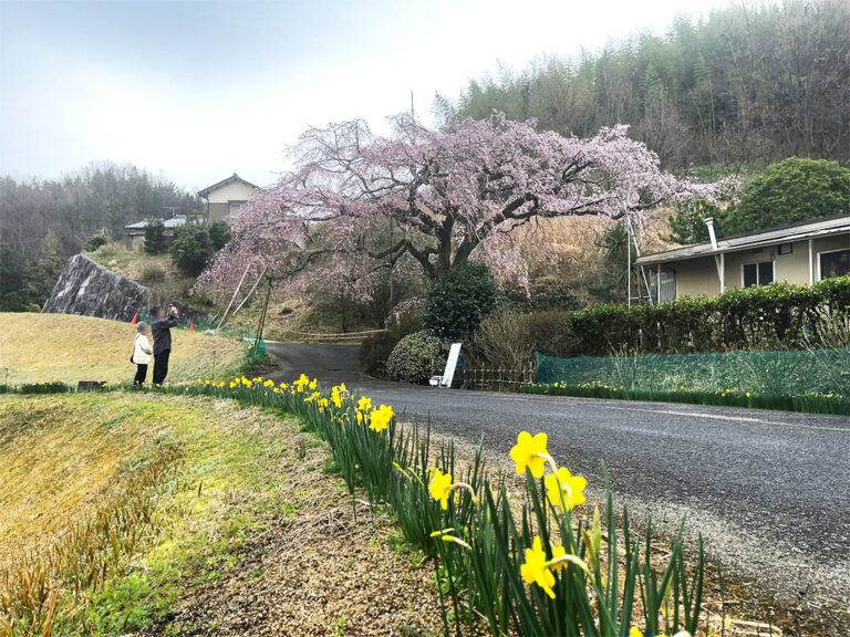 綾川町「堀池のしだれ桜」と「水仙ロード」が見頃になってる