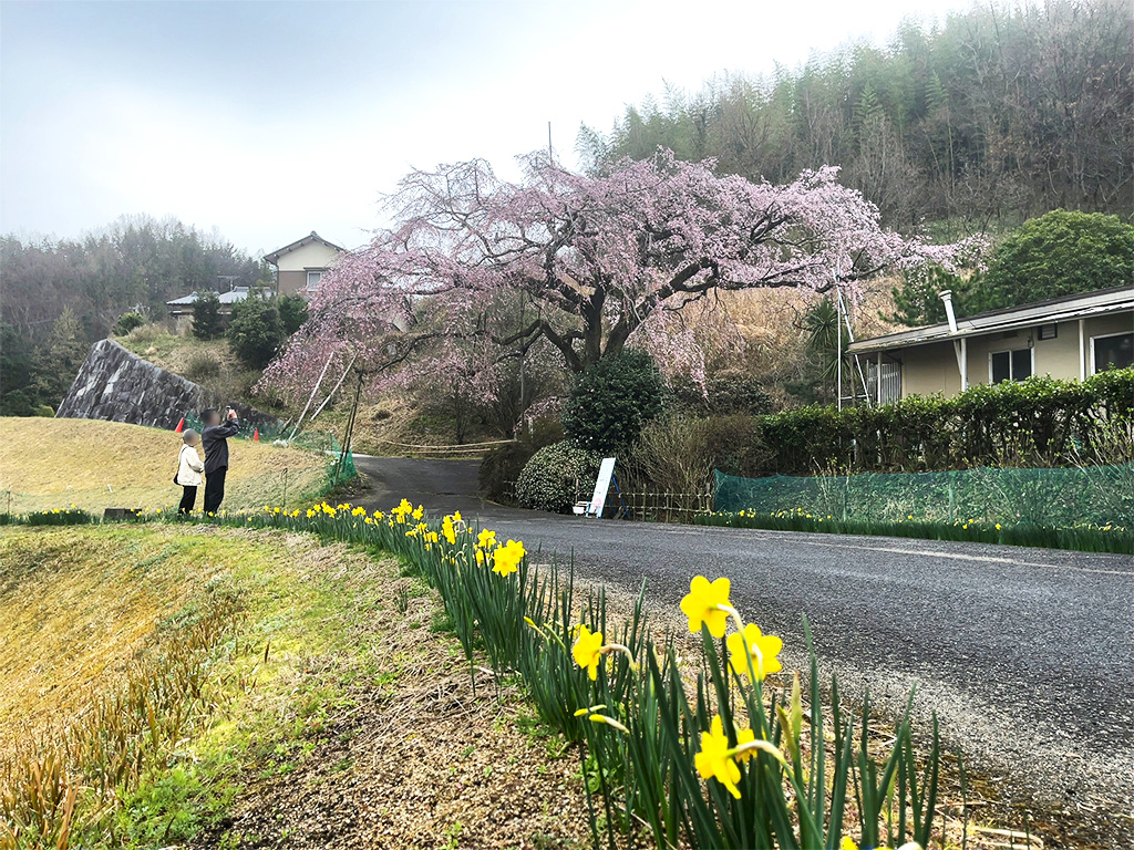 綾川町 堀池 しだれ桜