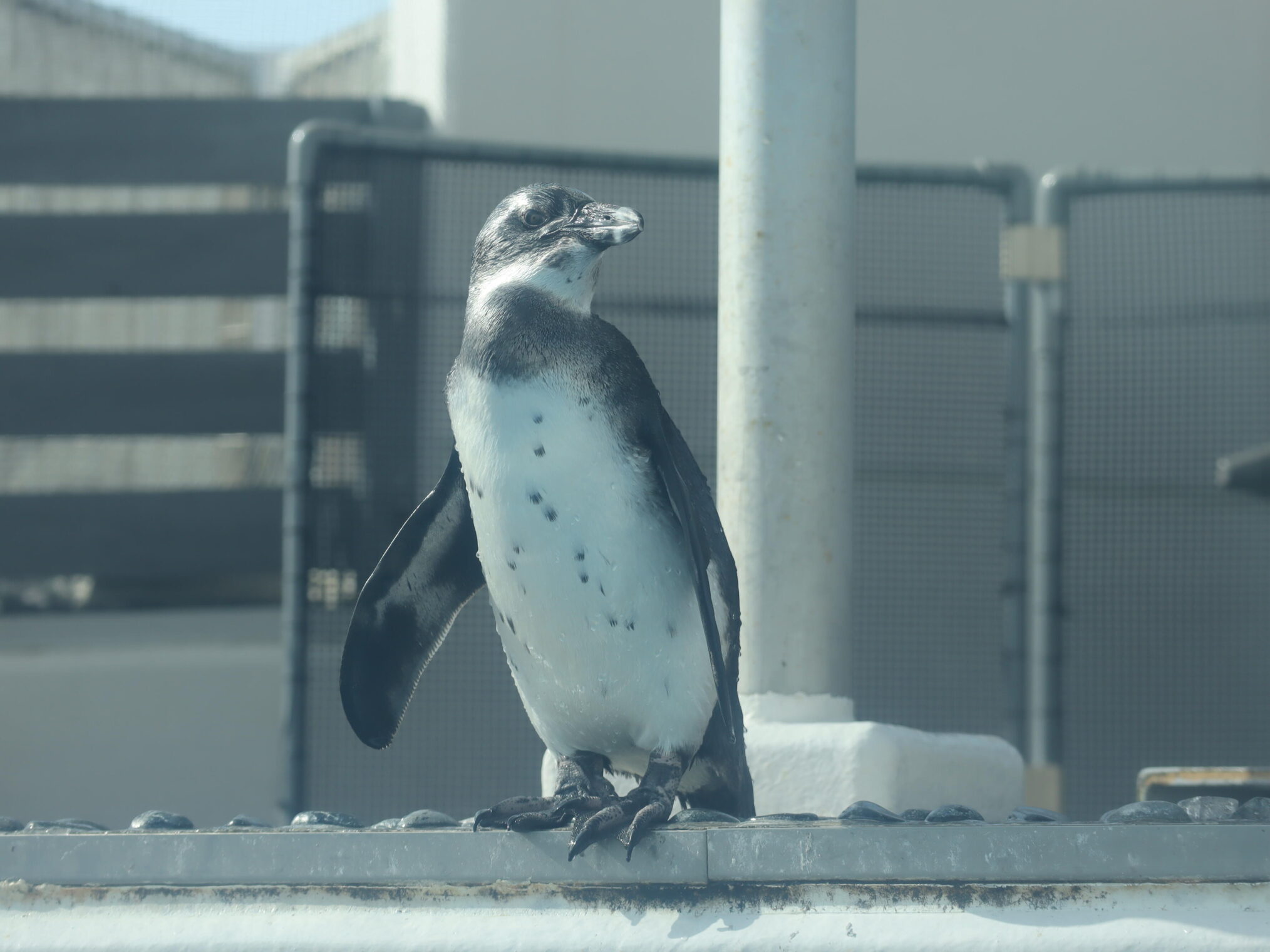 四国水族館 ケープペンギン 愛称募集