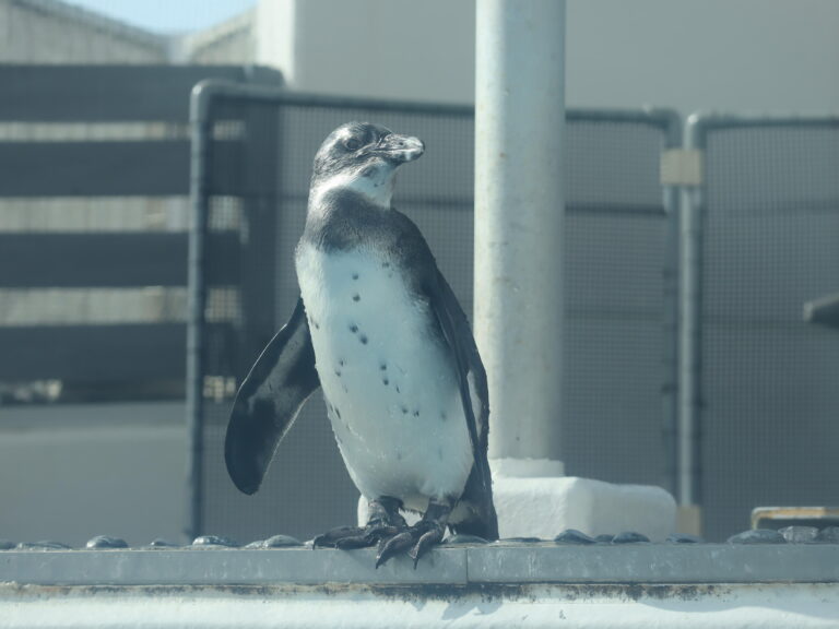 四国水族館でケープペンギンの雛の愛称を募集してる。応募期間は2023年5月21日(日)まで
