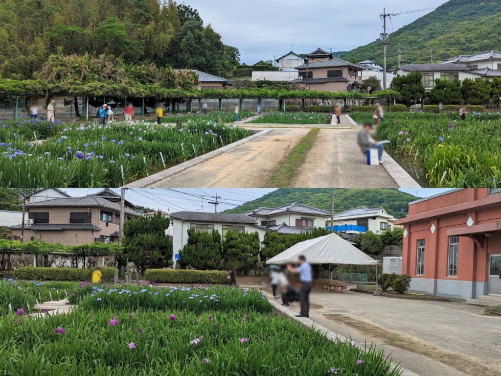 坂出市川津町 かわつ花菖蒲園