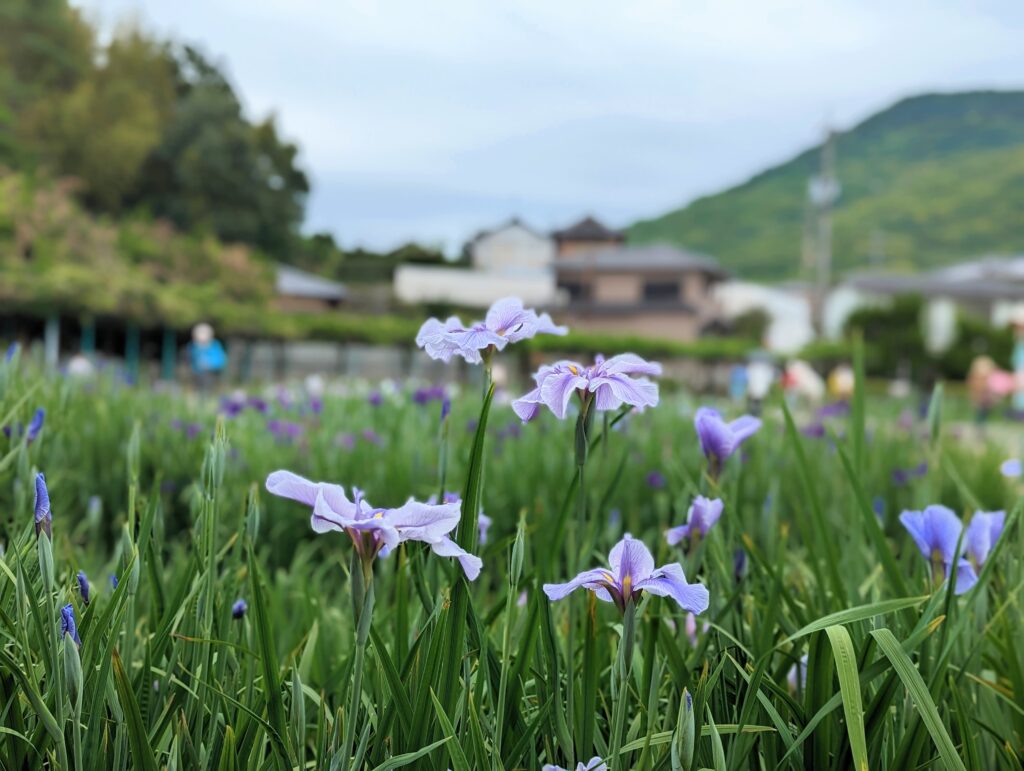 坂出市川津町 かわつ花菖蒲園