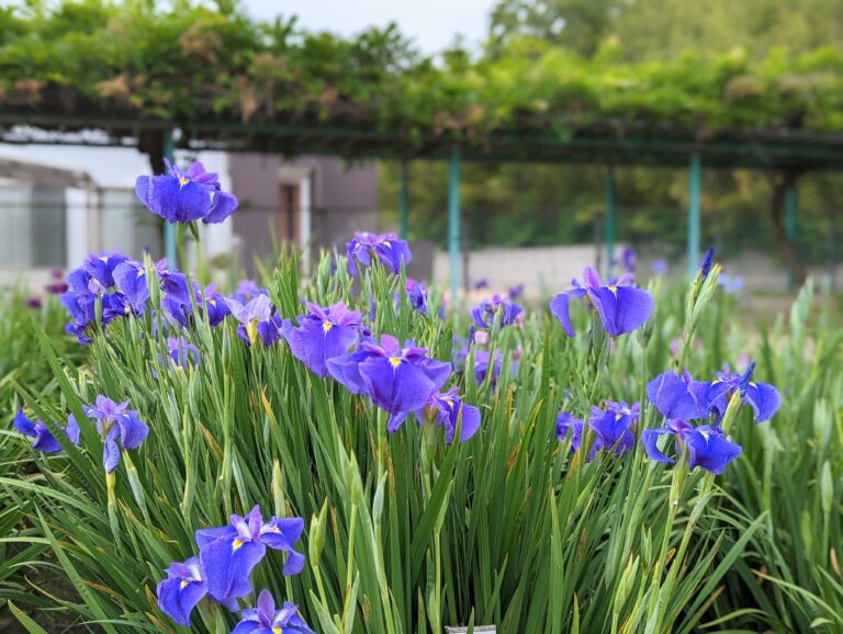 坂出市川津町で今年も「かわつ花菖蒲園」が2023年6月1日(木)～6月14日(水)まで一般開放してる