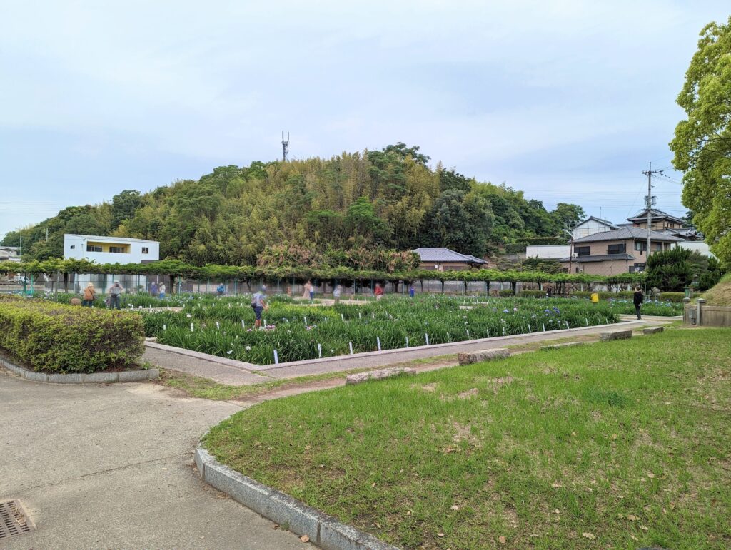 坂出市川津町 かわつ花菖蒲園