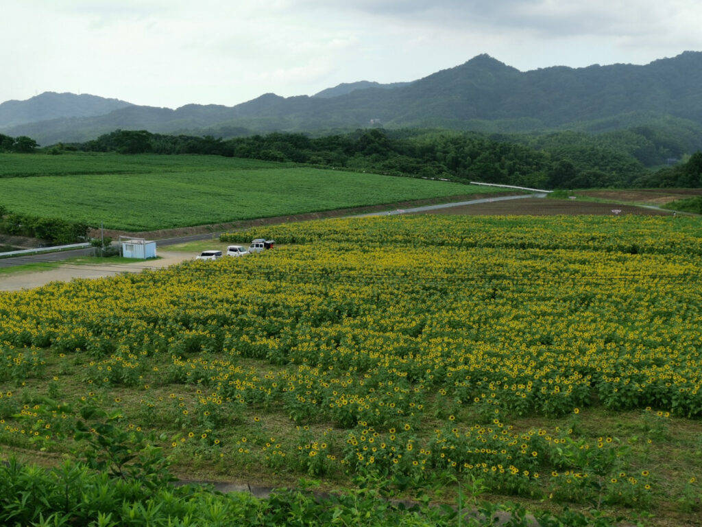 まんのう町 第24回ひまわりの里まんのうフォトコンテスト