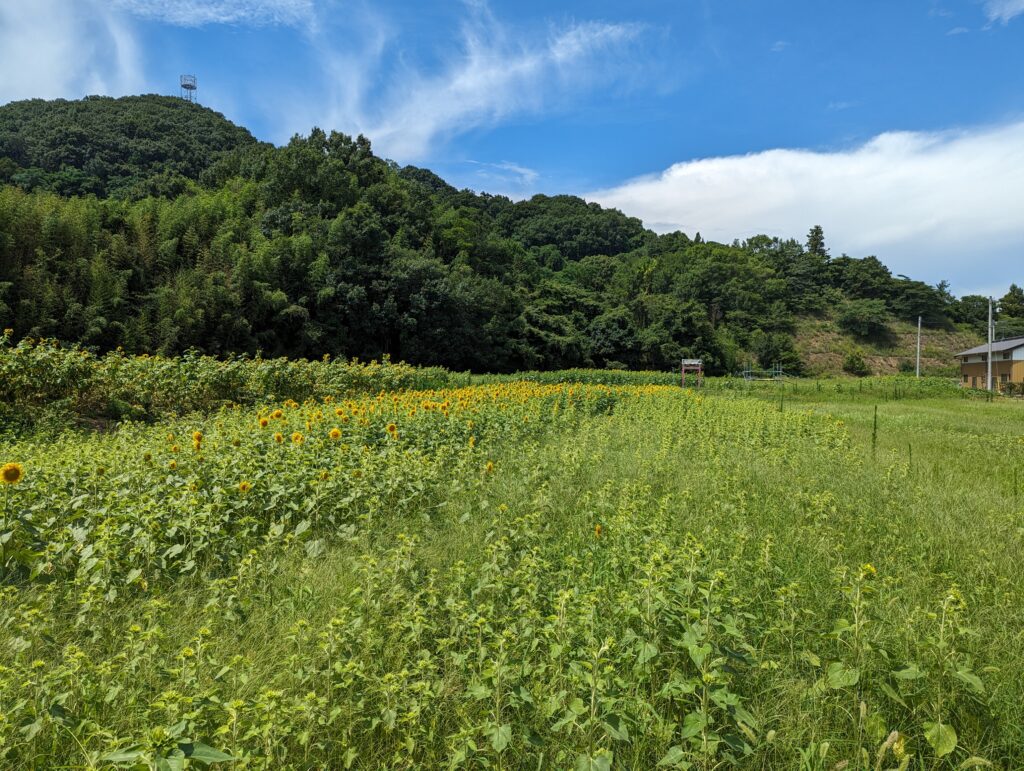 坂出市府中町 蓮と向日葵 フラワーフェス