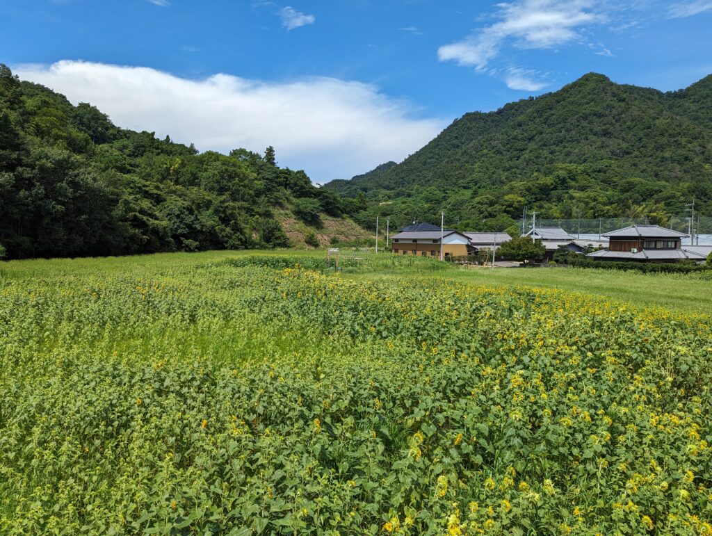 坂出市府中町 蓮と向日葵 フラワーフェス