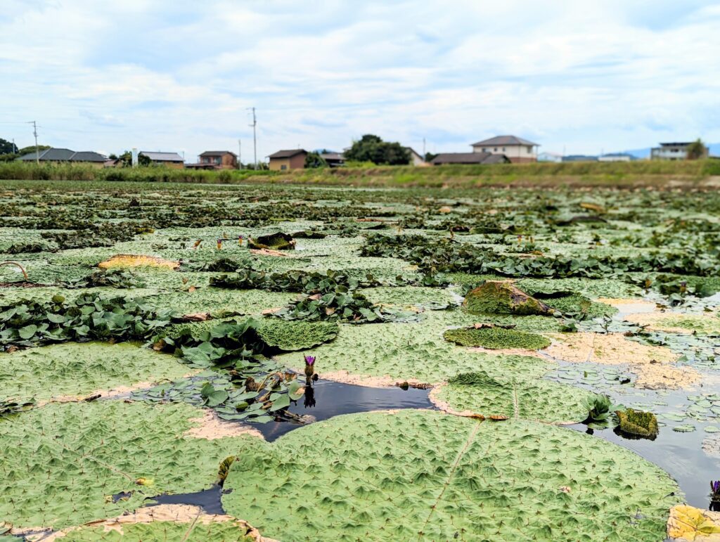 善通寺市稲木町 稲木前池のオニバス